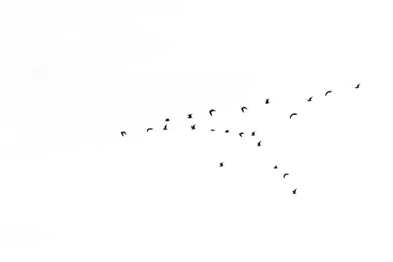 flock of birds flying above against a blue sky