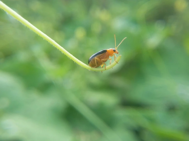 an insect standing on top of a green plant leaf