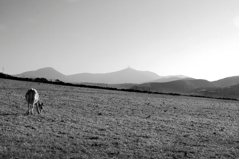 a lone horse grazes in a field near a mountain range