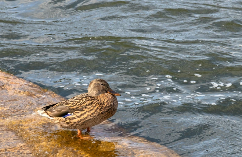 there is a small brown bird that is walking in the water