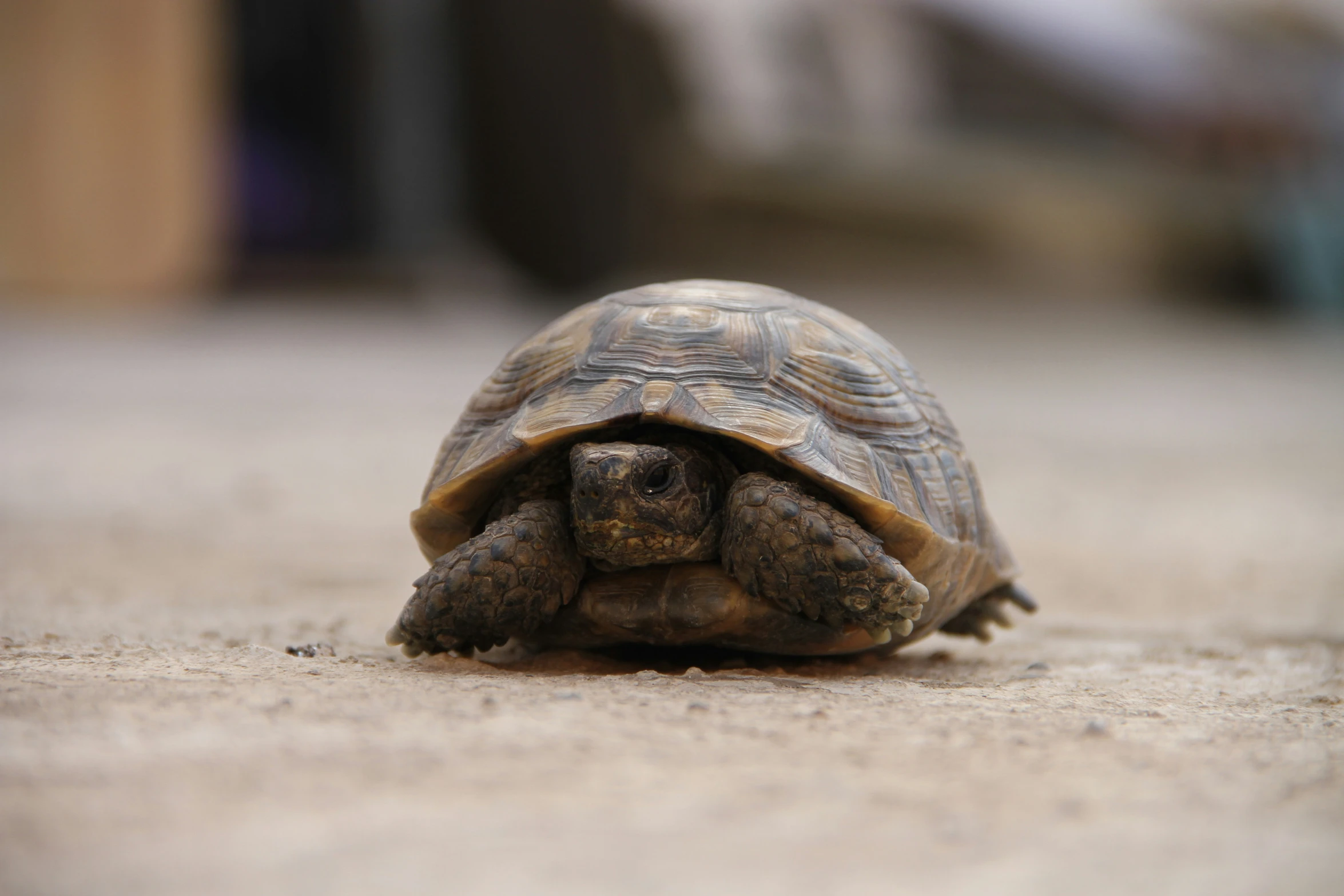 close up of a small turtle on the ground