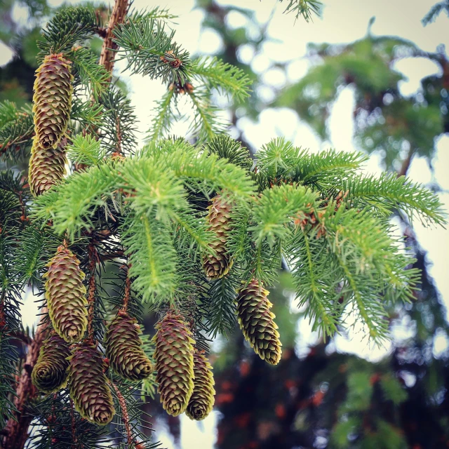 cones on the tree, on a cold, dreary day