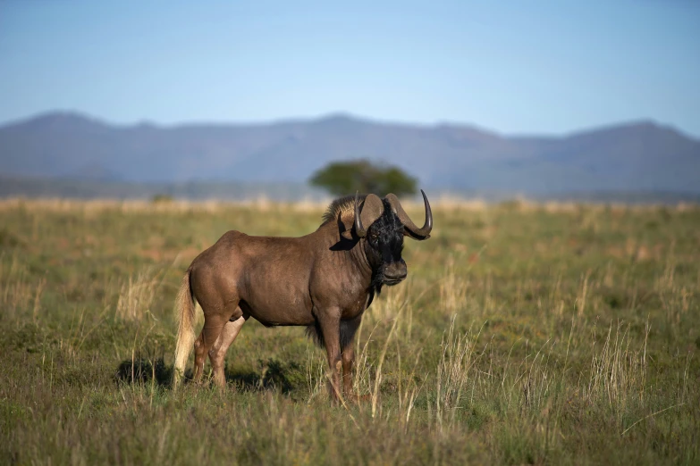 an animal with sharp horns is standing in the middle of the field