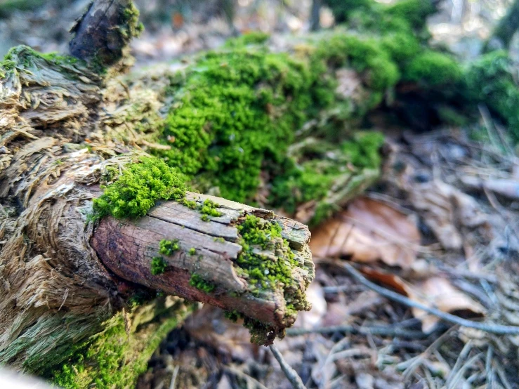 a green substance on the side of a tree log