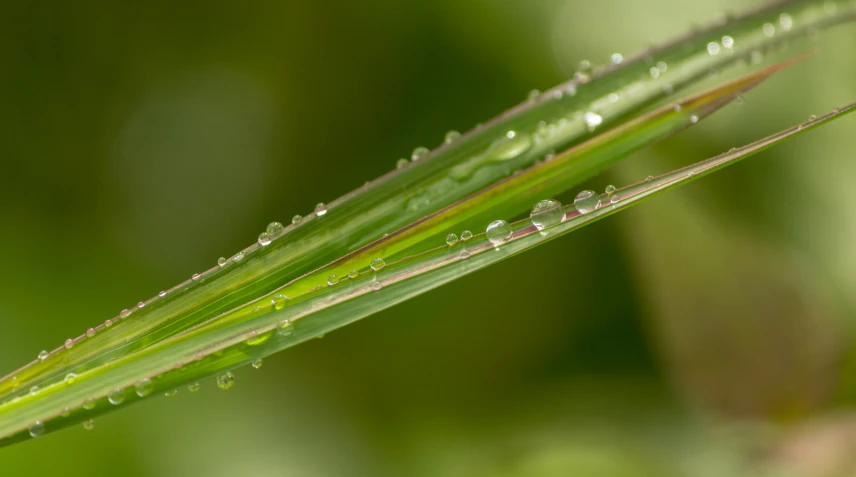 the green stems are very close together with dew drops on them