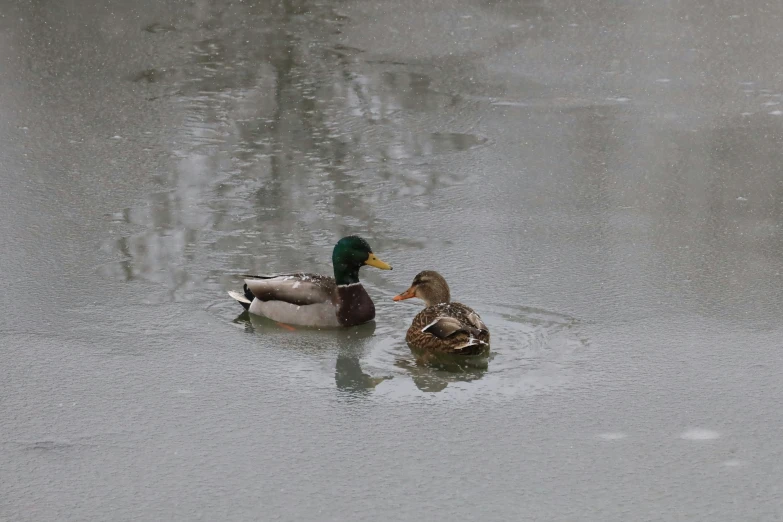 two ducks floating in the lake on a rainy day