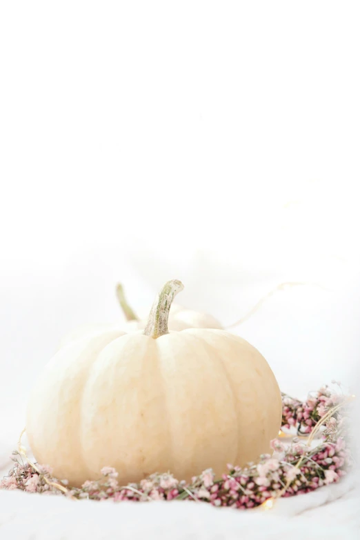 a white pumpkin on the white ground