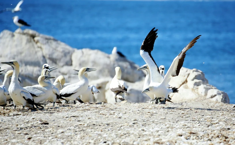 several birds sit on the sand with rocks in the background