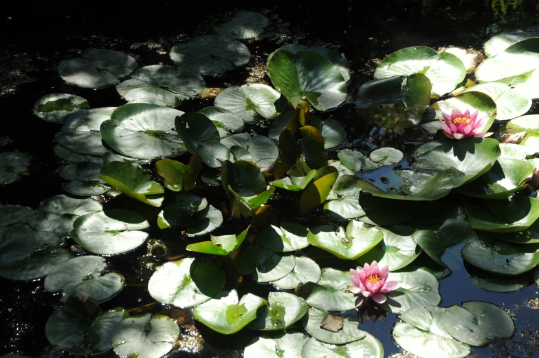 some pretty flowers that are in some water