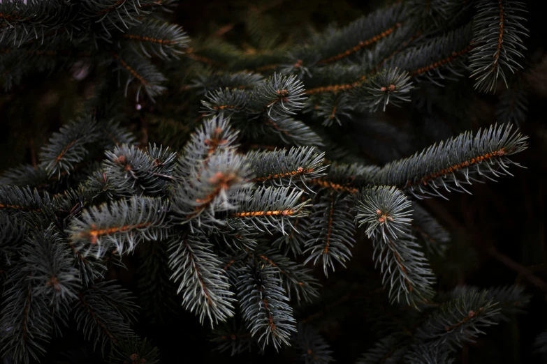 a pine tree is lit up with orange streaks