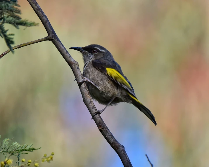 the yellow - bellied bird is perched on a nch