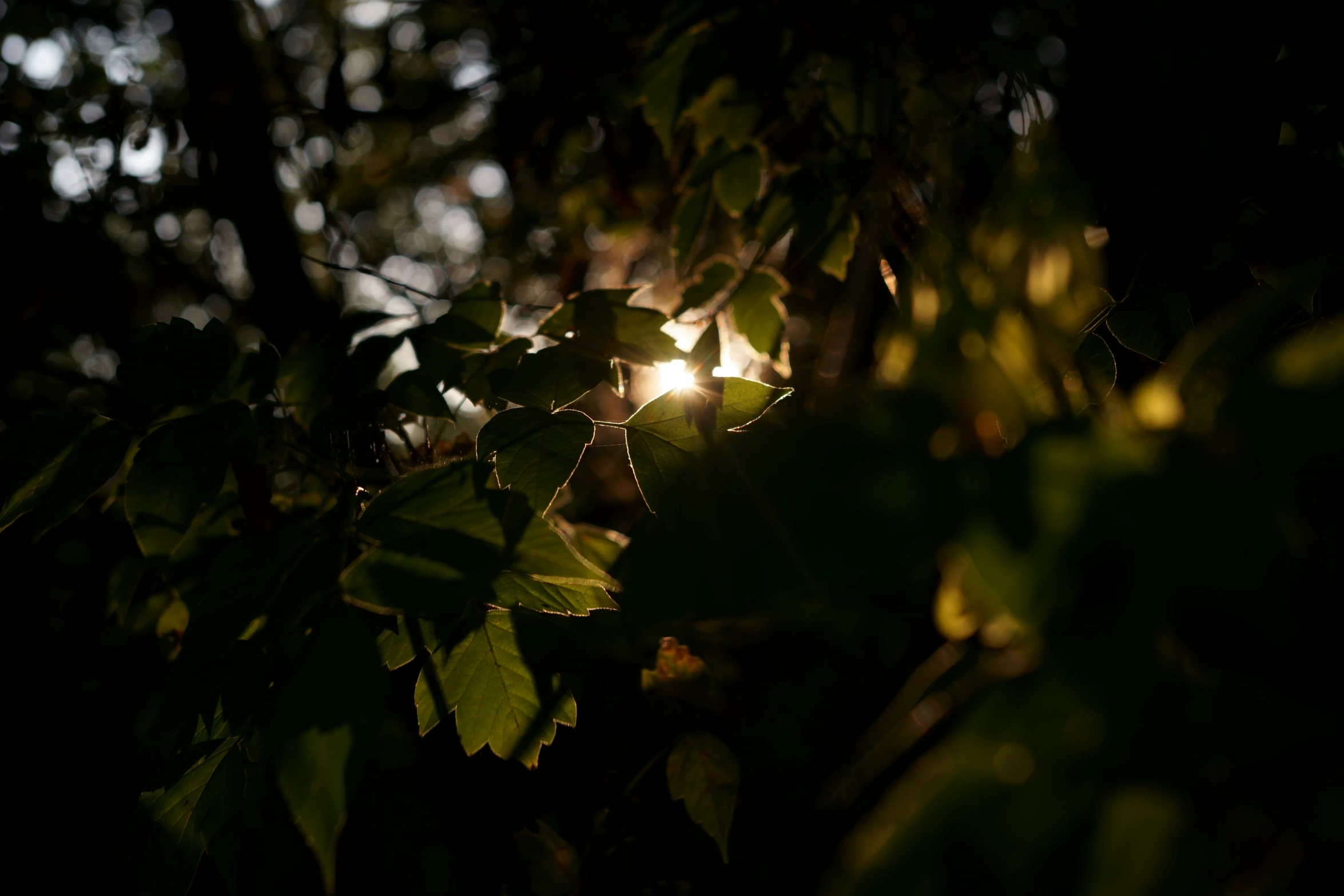 the sun is shining behind trees at night