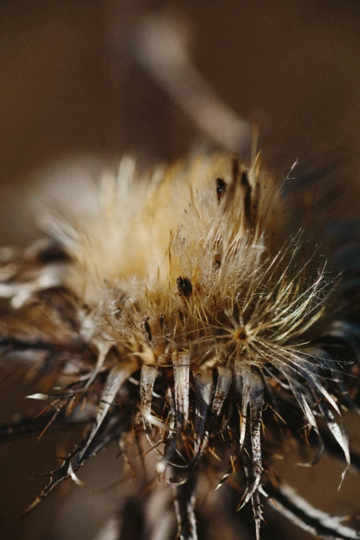 a close up view of a seed head