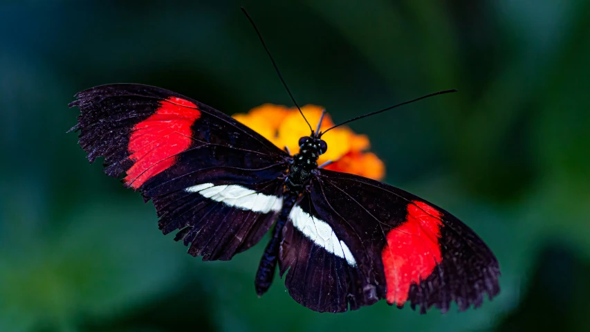 a black, red and white erfly with large wings sitting on a flower