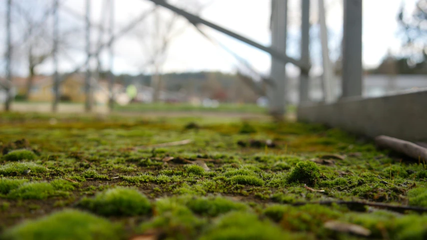 the grass in the area is all covered with small patches of leaves