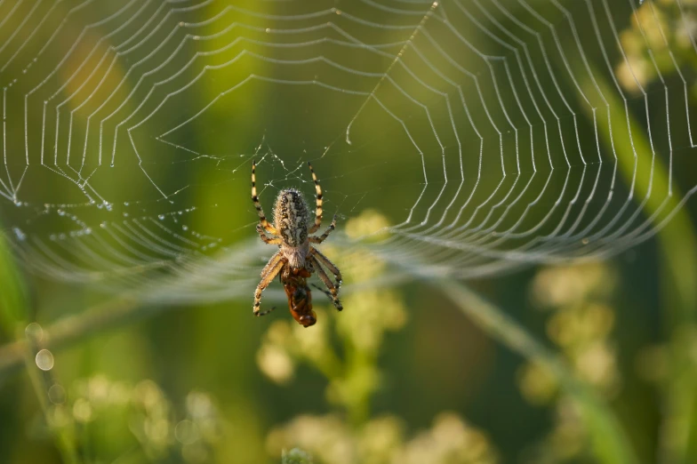 a spider crawling on a spider web in the middle of it's web