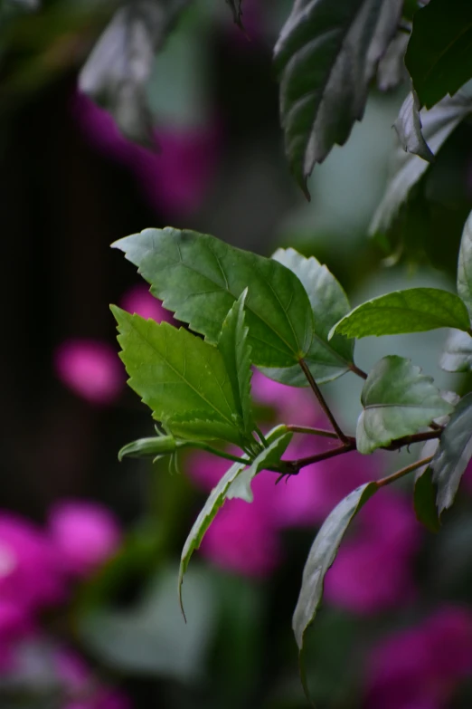 the leaves on the nches are green and bright