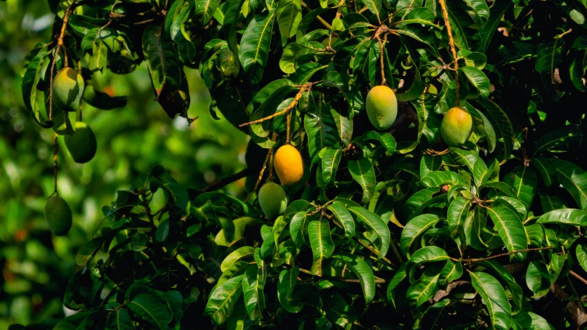 mango trees on the nch in the forest