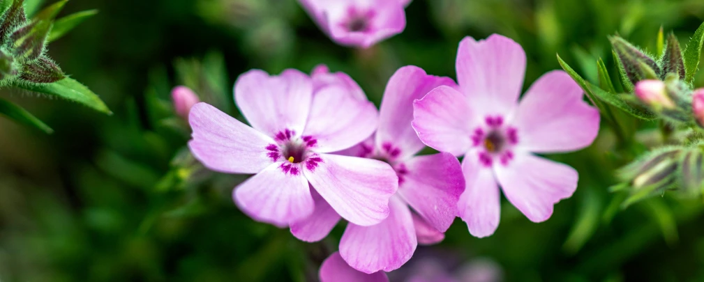 pink flowers with purple centers are on green leaves