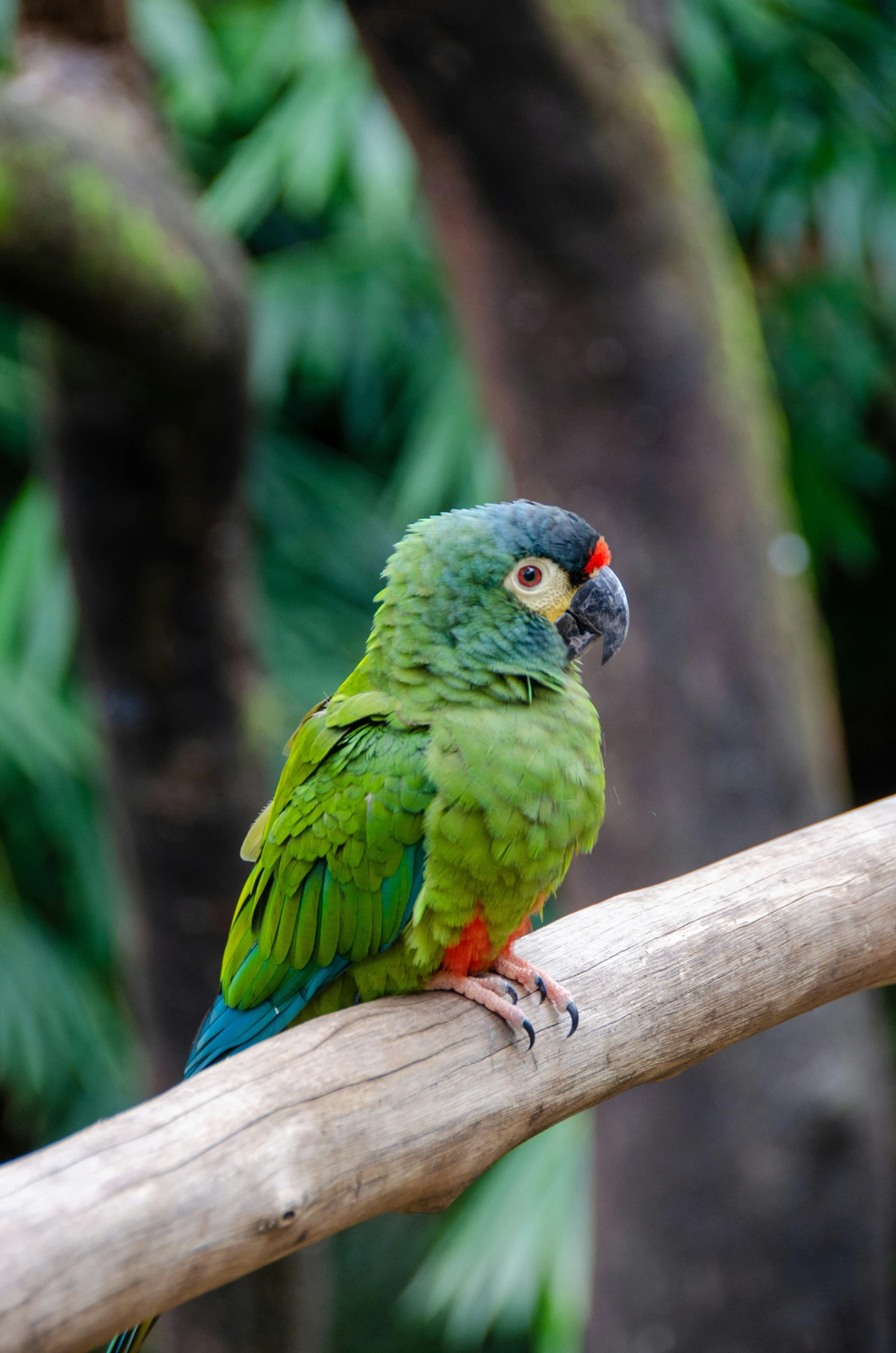 a colorful bird sits on a nch in a tropical area