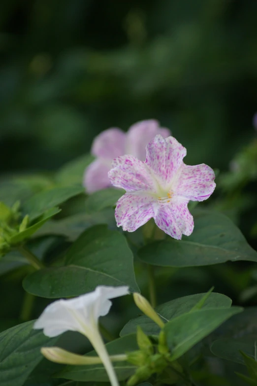 some very pretty purple flowers in the bushes