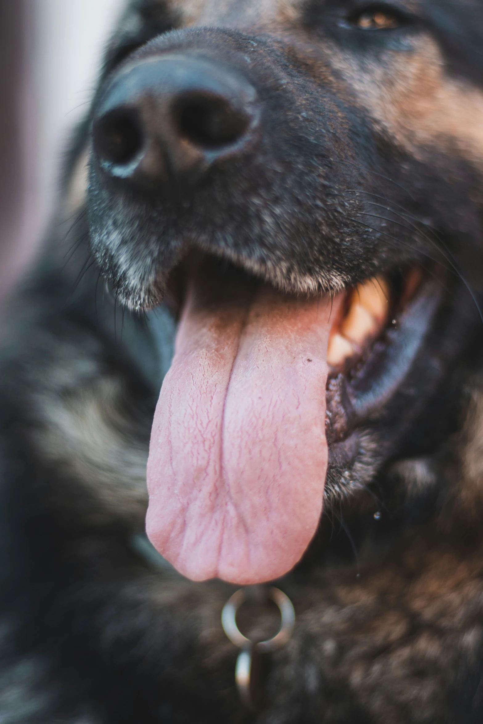 a large brown dog panting with its tongue hanging out