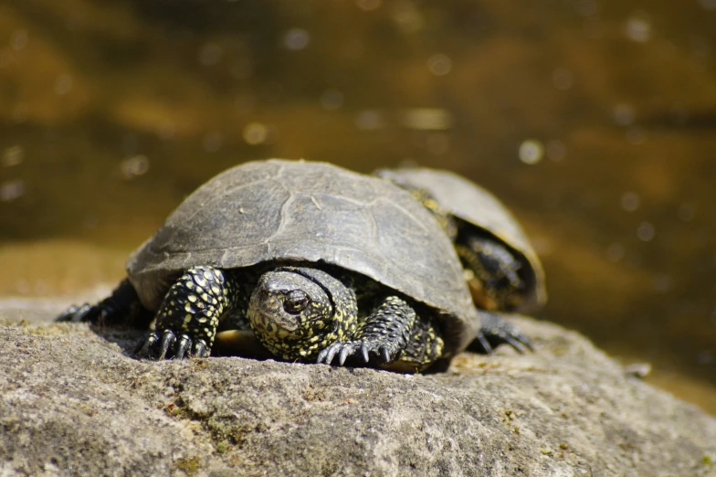 two small tortoises sitting on some rocks next to each other