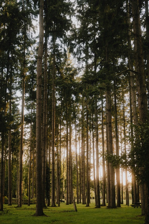 a forest full of tall trees and green grass