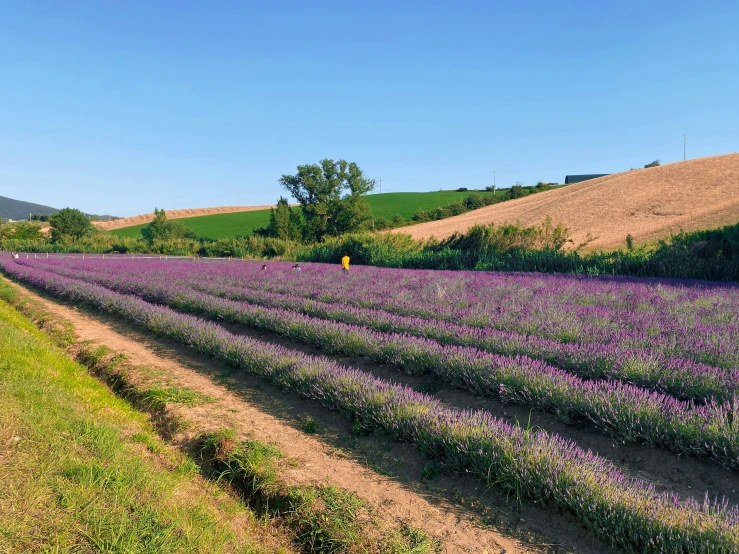 a road going through the middle of lavender fields