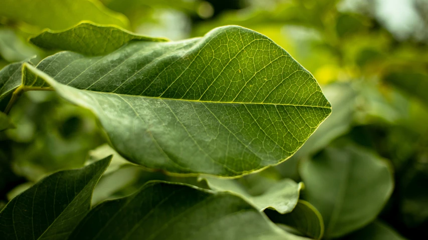 a leaf with green leaves is shown
