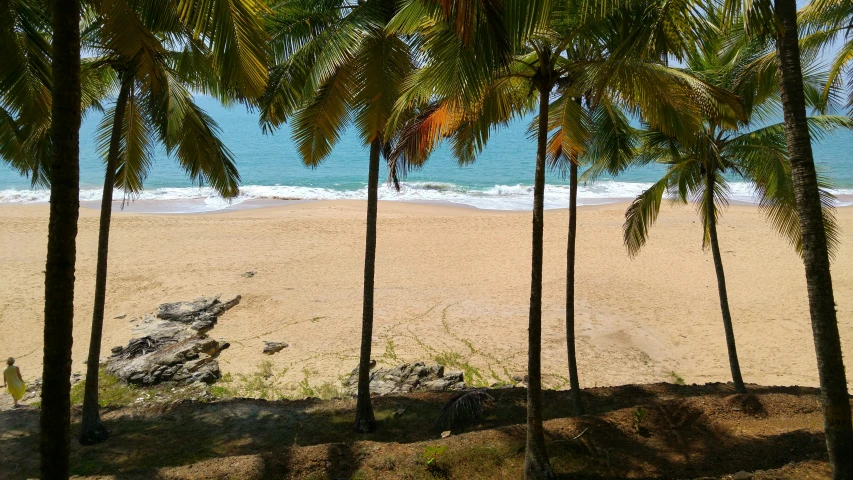 some palm trees line the shoreline of the beach