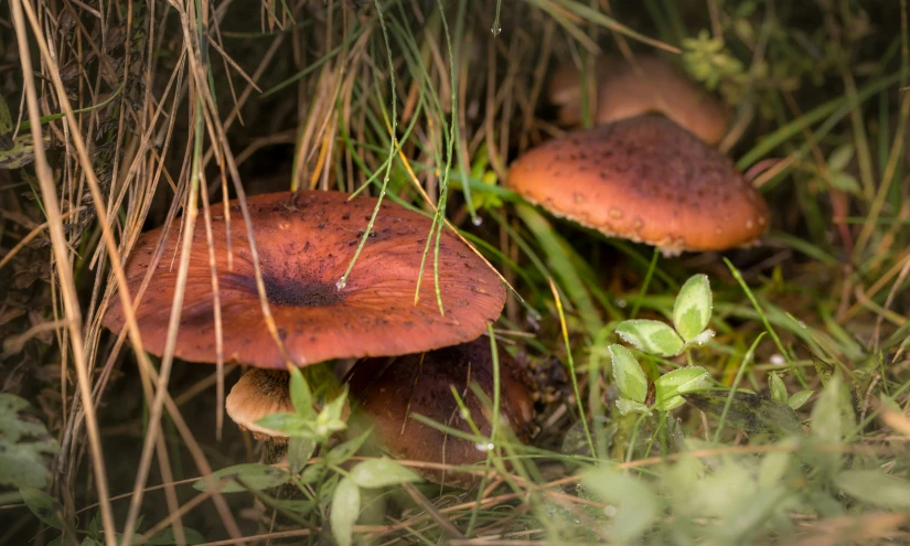 several mushrooms and grasses in the woods