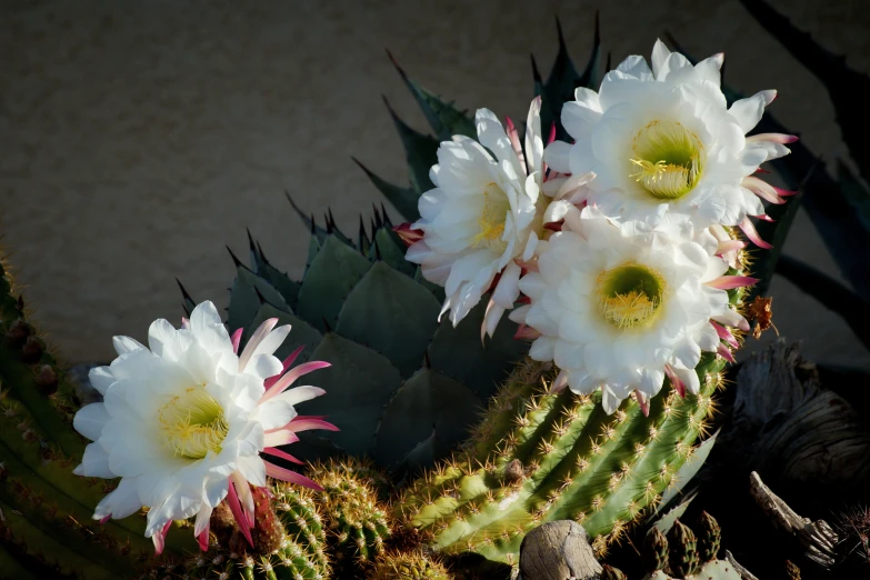 flowers and leaves of a white cactus with long spines