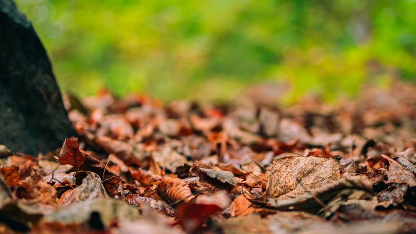 leaves lie on the ground in the woods