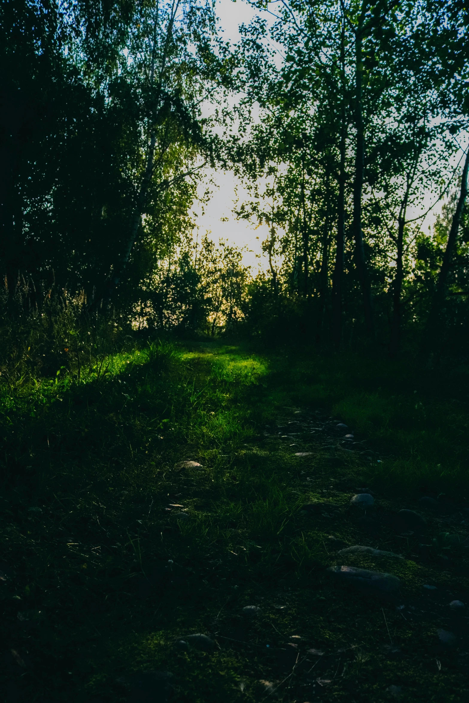 sunlight shining through the trees at the bottom of a hill