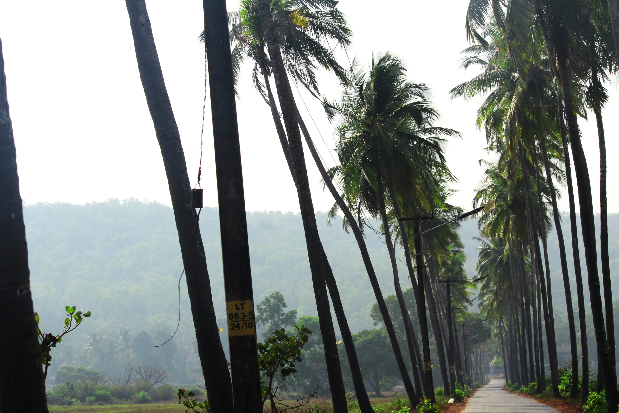 a dirt road with some tall palm trees