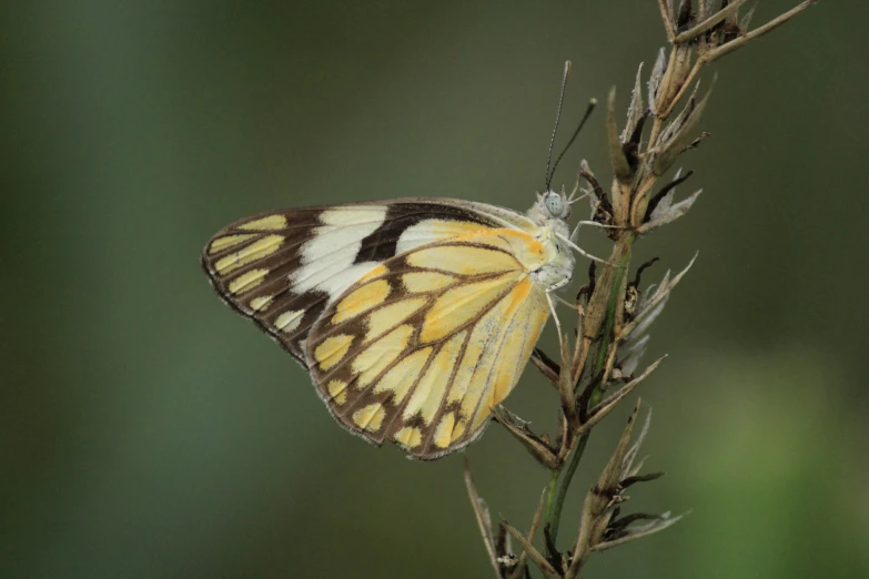an image of a small yellow and black erfly
