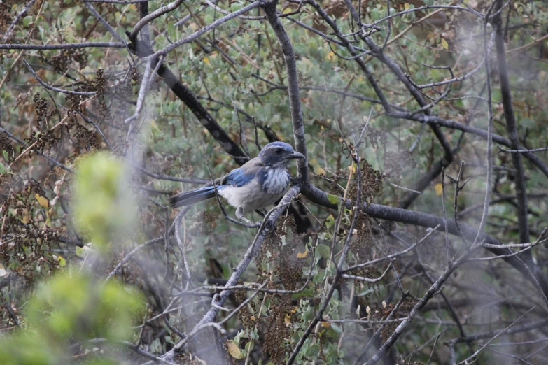 a small blue bird sitting on top of a tree nch