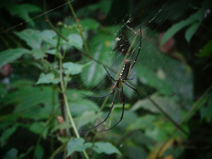 a large spider is on its web in the center of a forest