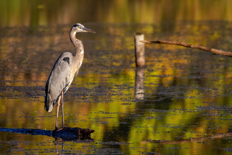 a large bird stands in the shallow water