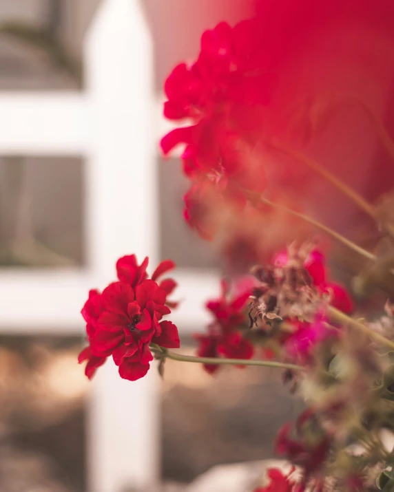 red flowers by a white fence in front of a house