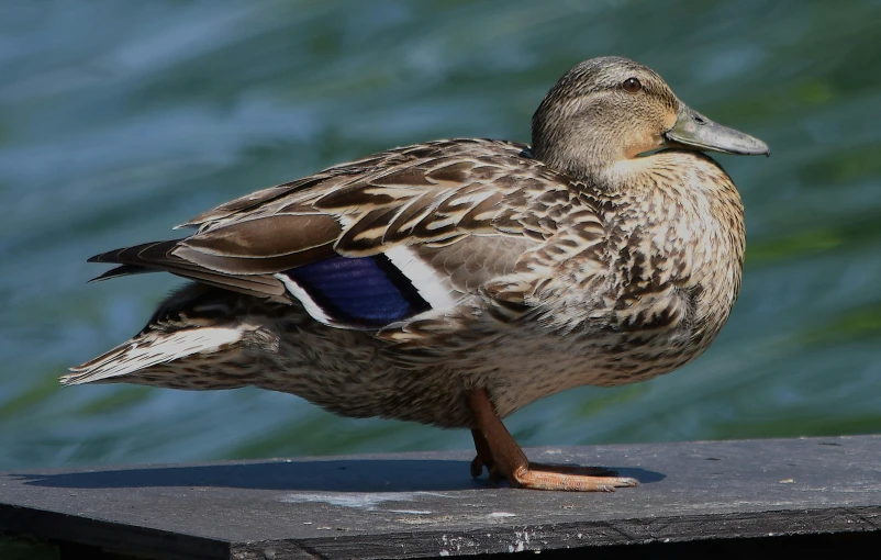 a close up of a duck on a dock