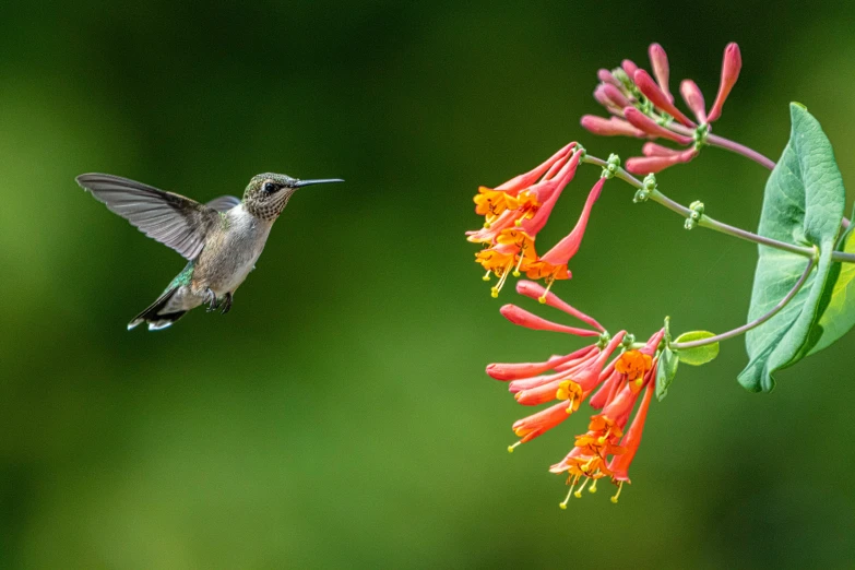 a hummingbird hovering to feed on a flower