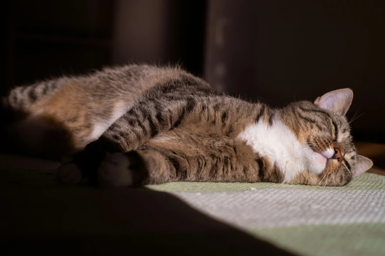 a cat lying down in the sun on a couch