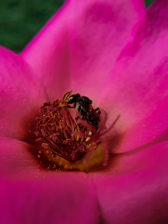 a bee is in the middle of a flower