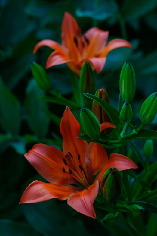 orange flowers growing in the middle of some leaves