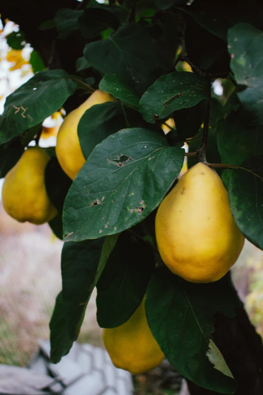 ripe yellow fruit hanging on a tree in the rain