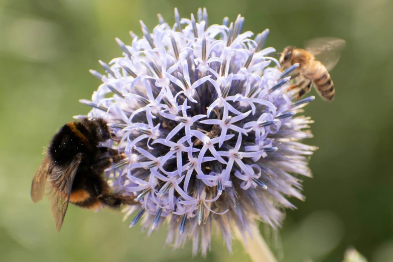 a bee on a thistle flower and another flying away