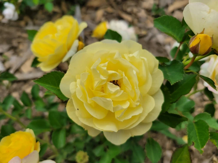 a yellow rose blooms with green leaves