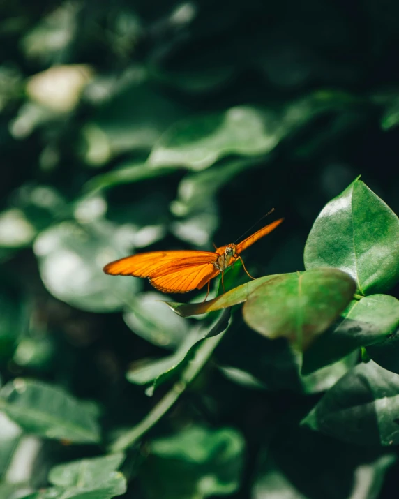 a very small orange erfly perched on top of a green leaf